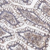 抗-MX2 兔抗 Prestige Antibodies&#174; Powered by Atlas Antibodies, affinity isolated antibody, buffered aqueous glycerol solution