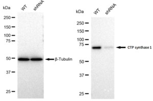 KD-Validated Anti CTP synthase 1 Antibody, clone 23GB1685, Rabbit Monoclonal clone 23GB1685, recombinant rabbit monoclonal, expressed in HEK293 cells