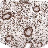 Monoclonal Anti-JUN antibody produced in mouse Prestige Antibodies® Powered by Atlas Antibodies, clone CL9662, purified immunoglobulin, buffered aqueous glycerol solution