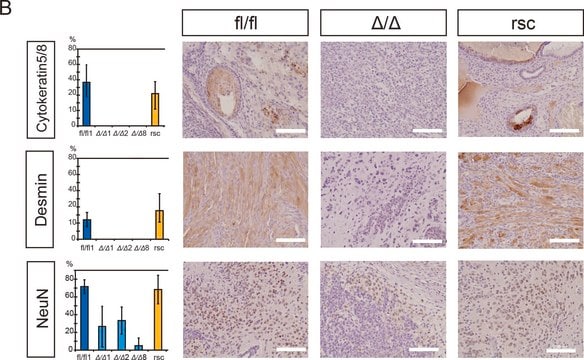 Monoclonal Anti-Desmin antibody produced in mouse clone DE-U-10, ascites fluid