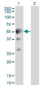 Monoclonal Anti-SEPT10 antibody produced in mouse clone 2A12, purified immunoglobulin, buffered aqueous solution