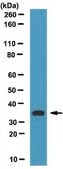 Anti-Maf-B Antibody serum, from rabbit