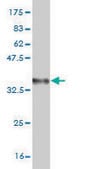 Monoclonal Anti-OXSR1 antibody produced in mouse clone 1C8, purified immunoglobulin, buffered aqueous solution