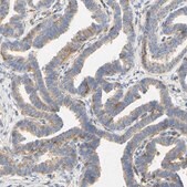 抗-PCDH7 兔抗 Prestige Antibodies&#174; Powered by Atlas Antibodies, affinity isolated antibody, buffered aqueous glycerol solution