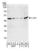 Rabbit anti-c-Jun Antibody, Affinity Purified Powered by Bethyl Laboratories, Inc.