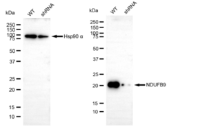 KD-Validated Anti NDUFB9 Antibody, clone 24GB90, Rabbit Monoclonal clone 24GB90, recombinant rabbit monoclonal, expressed in HEK293 cells