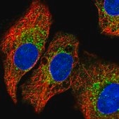 Anti-QDPR antibody produced in rabbit Prestige Antibodies&#174; Powered by Atlas Antibodies, affinity isolated antibody, buffered aqueous glycerol solution