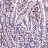Monoclonal Anti-CD3E antibody produced in mouse Prestige Antibodies® Powered by Atlas Antibodies, clone CL1466, purified immunoglobulin, buffered aqueous glycerol solution