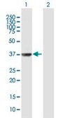 Anti-TAF5L antibody produced in mouse purified immunoglobulin, buffered aqueous solution