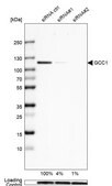 Anti-GCC1 antibody produced in rabbit Prestige Antibodies&#174; Powered by Atlas Antibodies, affinity isolated antibody, buffered aqueous glycerol solution