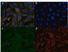 Actin/Tubulin Staining Kit 100 tests, contains Phalloidin-FITC and Anti-α-Tubulin antibody