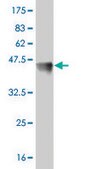Monoclonal Anti-FOSL2 antibody produced in mouse clone 2B4-1C2, purified immunoglobulin, buffered aqueous solution