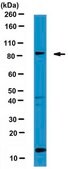Anti-Neurotrypsin Antibody from rabbit, purified by affinity chromatography
