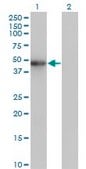 Monoclonal Anti-ZNF24 antibody produced in mouse clone 2G5, purified immunoglobulin, buffered aqueous solution