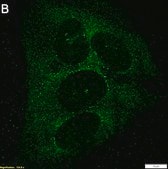 Anti-m6A Antibody, clone 17-3-4-1 ZooMAb® Mouse Monoclonal recombinant, expressed in HEK 293 cells