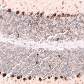 Monoclonal Anti-PTN antibody produced in mouse Prestige Antibodies® Powered by Atlas Antibodies, clone CL15628, purified antibody (Protein A)