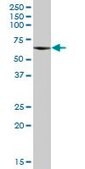 Anti-CPNE3 antibody produced in mouse IgG fraction of antiserum, buffered aqueous solution
