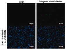 Anti-NS3 antibody produced in rabbit affinity isolated antibody, buffered aqueous solution