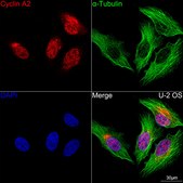 Anti-Cyclin A2 Antibody, clone 3E9Z3, Rabbit Monoclonal