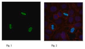 Anti-phospho Histone H3 (Ser57) Antibody from rabbit, purified by affinity chromatography