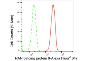 KD-Validated Anti RAN binding protein 9 Antibody, clone 23GB4120, Rabbit Monoclonal clone 23GB4120, recombinant rabbit monoclonal, expressed in HEK293 cells