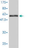 Monoclonal Anti-MAPK12 antibody produced in mouse clone 4F4-3D2, purified immunoglobulin, buffered aqueous solution