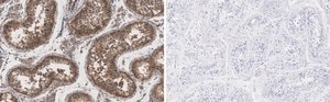 Anti-METTL7A Antibody, clone 1O8 ZooMAb&#174; Rabbit Monoclonal recombinant, expressed in HEK 293 cells