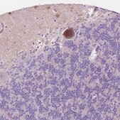 Anti-NOS1AP antibody produced in rabbit Prestige Antibodies&#174; Powered by Atlas Antibodies, affinity isolated antibody, buffered aqueous glycerol solution