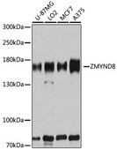 Anti-ZMYND8 antibody produced in rabbit