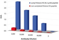 Anti-acetyl-Histone H3 [Ac-Lys56] IgG fraction of antiserum