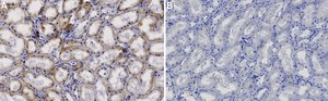 Anti-BNIP3 Antibody, clone 1G21 ZooMAb® Rabbit Monoclonal recombinant, expressed in HEK 293 cells