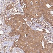 Anti-GSPT1 antibody produced in rabbit Prestige Antibodies&#174; Powered by Atlas Antibodies, affinity isolated antibody, buffered aqueous glycerol solution