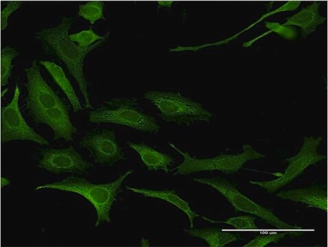Monoclonal Anti-NDN antibody produced in mouse clone 3B9, purified immunoglobulin, buffered aqueous solution