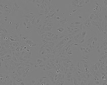 Huh-7D 12 Cell Line human NOTE: Both the cell line and DNA from the cell line may be available for this product. Please choose -1VL or VIAL for cells, or -DNA-5UG for DNA. 01042712, human liver, Epithelial