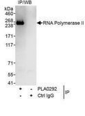 Goat anti-RNA Polymerase II Antibody, Affinity Purified Powered by Bethyl Laboratories, Inc.