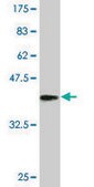Monoclonal Anti-PSMA8 antibody produced in mouse clone 2E3, purified immunoglobulin, buffered aqueous solution