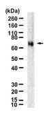 Anti-FRS2/SNT-1 Antibody, clone 1C19 ZooMAb® Rabbit Monoclonal recombinant, expressed in HEK 293 cells