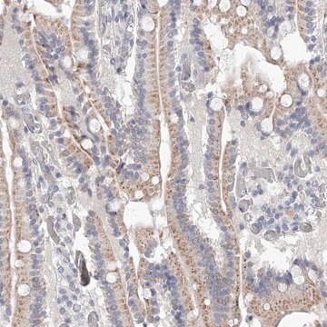 Anti-NT5DC1 antibody produced in rabbit Prestige Antibodies&#174; Powered by Atlas Antibodies, affinity isolated antibody, buffered aqueous glycerol solution