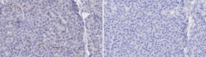 Anti-VIP Antibody, clone 2N7 ZooMAb® Rabbit Monoclonal recombinant, expressed in HEK 293 cells