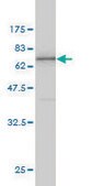 Monoclonal Anti-ANXA2, (C-terminal) antibody produced in mouse clone 1G7, purified immunoglobulin, buffered aqueous solution
