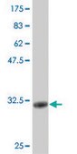 Monoclonal Anti-CGB2 antibody produced in mouse clone 4F8, purified immunoglobulin, buffered aqueous solution