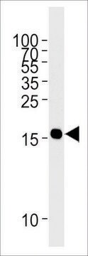 ANTI-GMFG antibody produced in mouse crude ascites, buffered aqueous solution