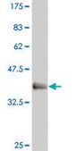 Monoclonal Anti-EVX1 antibody produced in mouse clone 1B7, purified immunoglobulin, buffered aqueous solution
