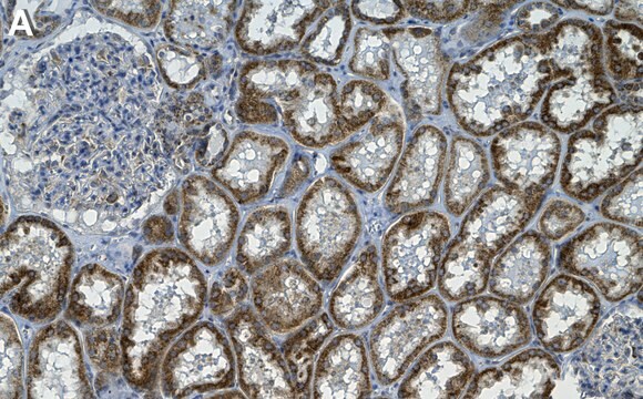 Anti-Frataxin Antibody, clone 2F3 ZooMAb&#174; Rabbit Monoclonal recombinant, expressed in HEK 293 cells