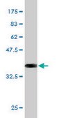 Monoclonal Anti-PTN antibody produced in mouse clone 5C3, purified immunoglobulin, buffered aqueous solution