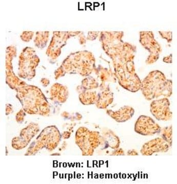 Anti-LRP1 (ab1) antibody produced in rabbit affinity isolated antibody