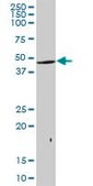Anti-KRTHA2 antibody produced in mouse IgG fraction of antiserum, buffered aqueous solution