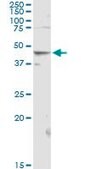 Anti-POU2F2 antibody produced in rabbit purified immunoglobulin, buffered aqueous solution