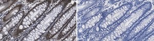 Anti-HCF-1 Antibody, clone 1B17 ZooMAb&#174; Rabbit Monoclonal recombinant, expressed in HEK 293 cells