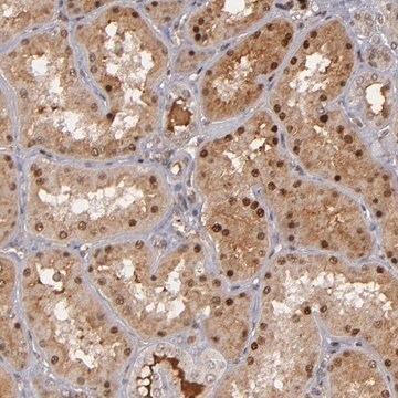 Anti-ZNF234 antibody produced in rabbit Prestige Antibodies&#174; Powered by Atlas Antibodies, affinity isolated antibody, buffered aqueous glycerol solution